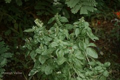 Ocimum basilicum var. basilicum
